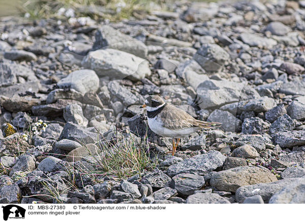 Sandregenpfeifer / common ringed plover / MBS-27380