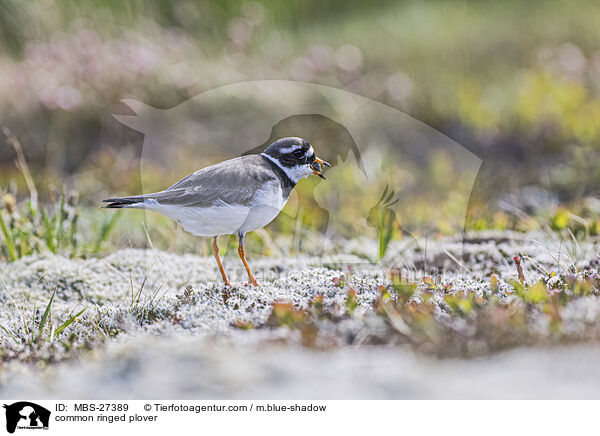common ringed plover / MBS-27389