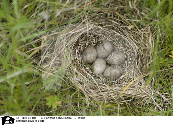 common skylark eggs / THA-01486