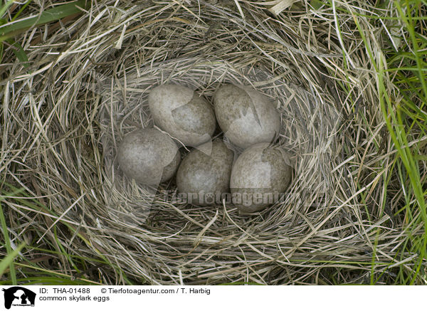 common skylark eggs / THA-01488