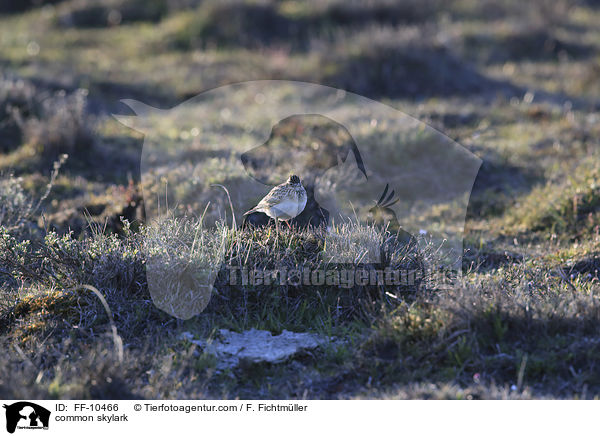 common skylark / FF-10466