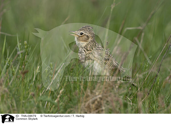 Feldlerche / Common Skylark / THA-08679