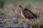 Common snipe