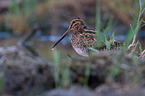 Common snipe