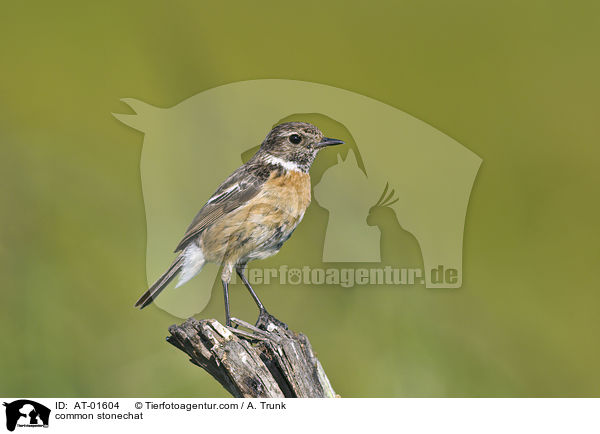 common stonechat / AT-01604