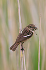 stonechat