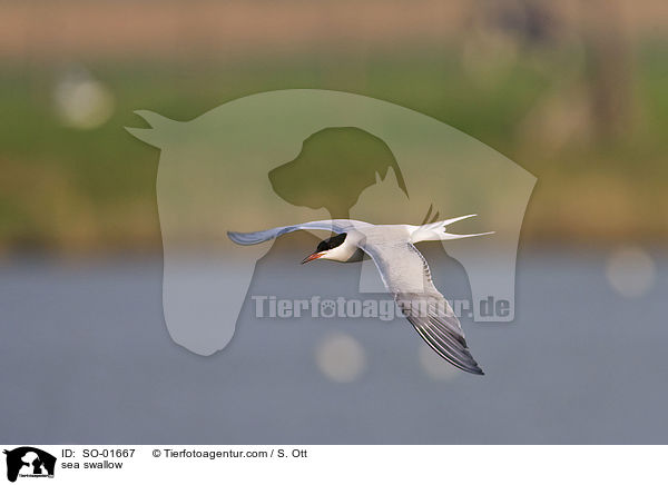 Fluss- Seeschwalbe / sea swallow / SO-01667