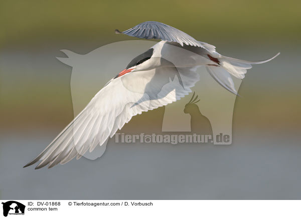 common tern / DV-01868