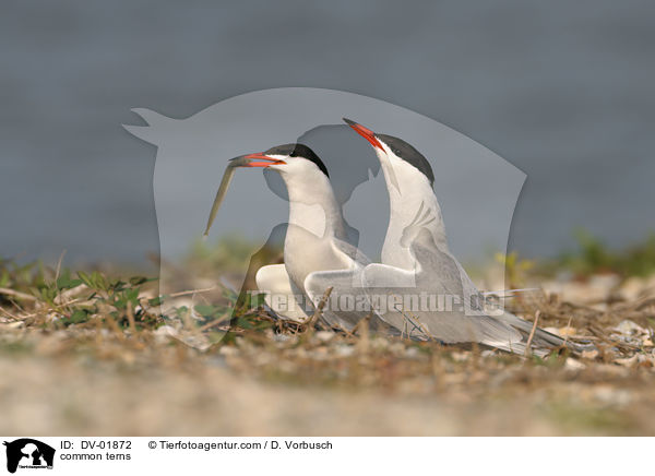 common terns / DV-01872