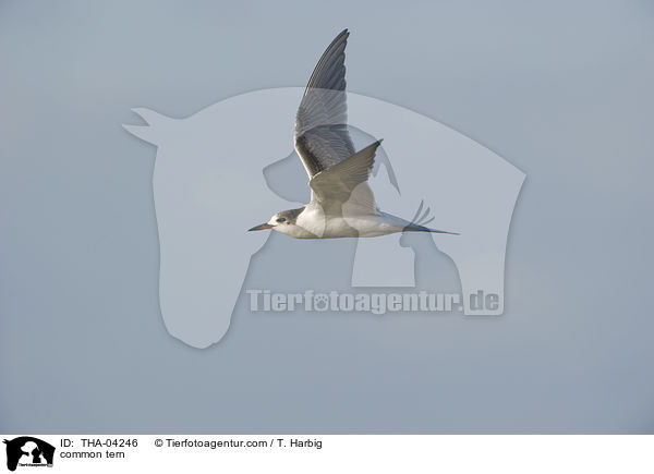 common tern / THA-04246