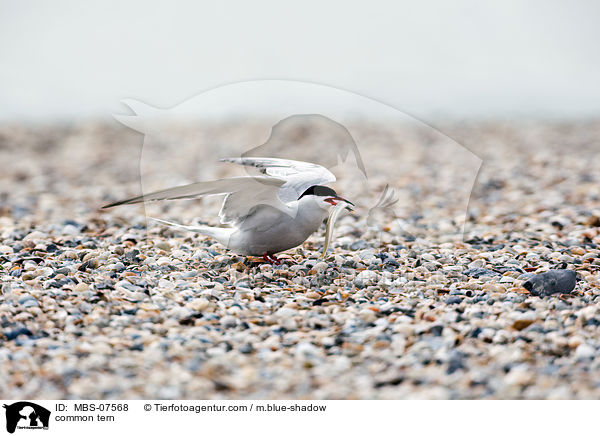 common tern / MBS-07568