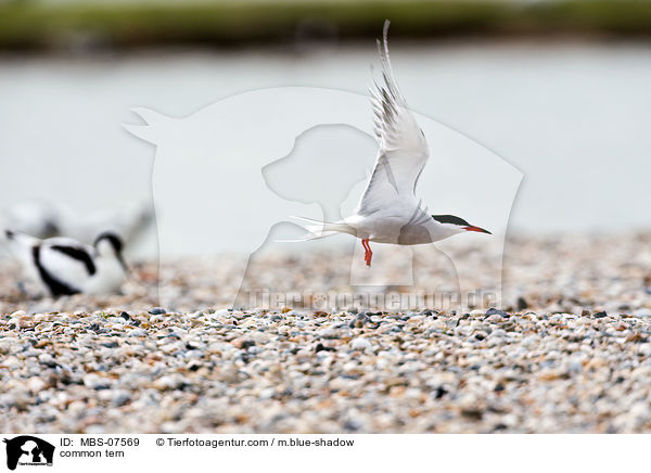 common tern / MBS-07569