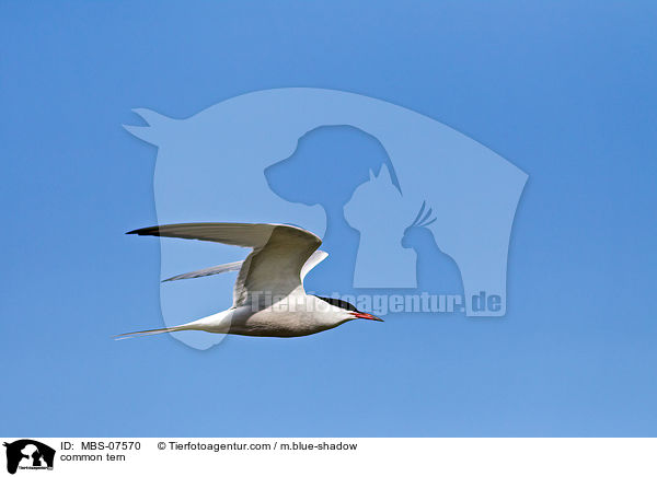 common tern / MBS-07570