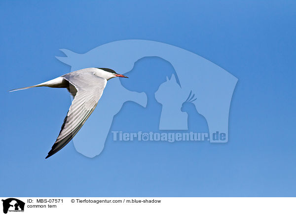 common tern / MBS-07571