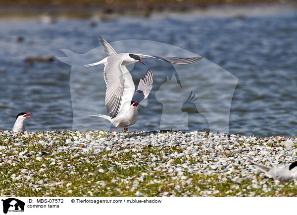 common terns / MBS-07572