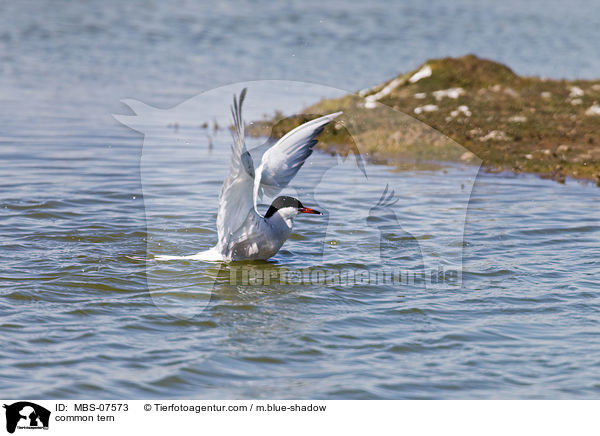 common tern / MBS-07573