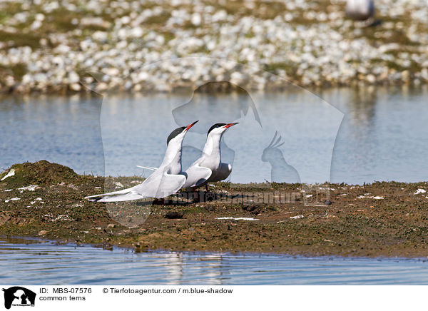 common terns / MBS-07576