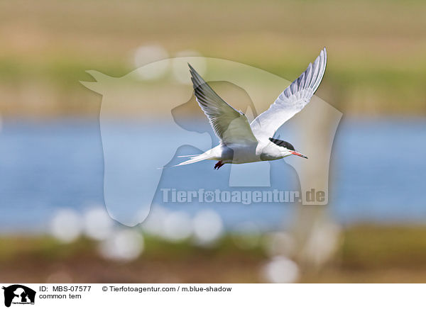 common tern / MBS-07577