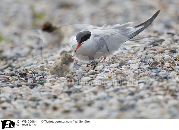 common terns / WS-05084