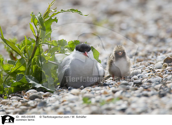 common terns / WS-05085