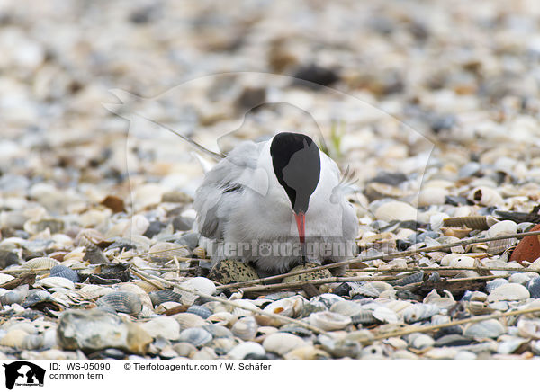 common tern / WS-05090