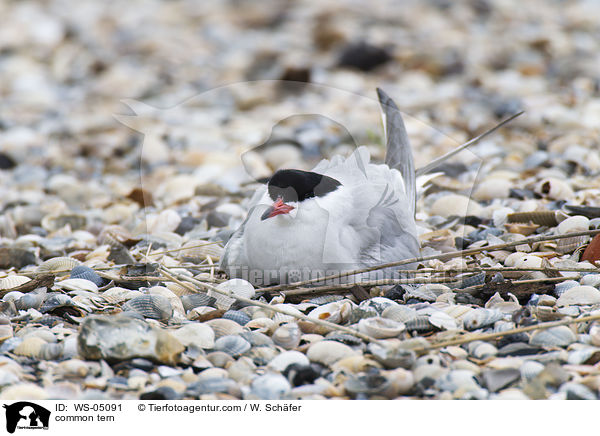 common tern / WS-05091