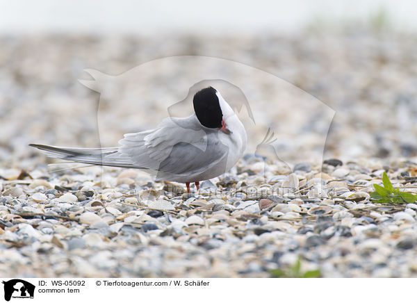 common tern / WS-05092