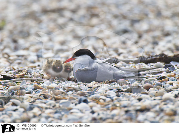 common terns / WS-05093