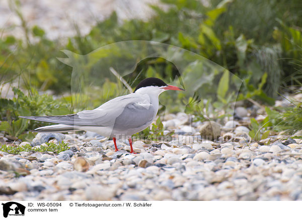 common tern / WS-05094