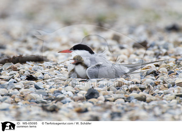 common terns / WS-05095