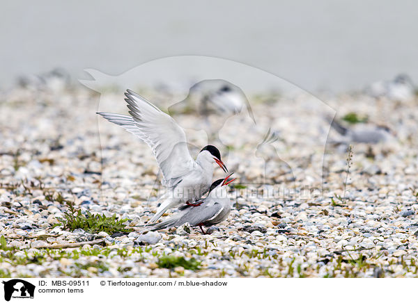 common terns / MBS-09511