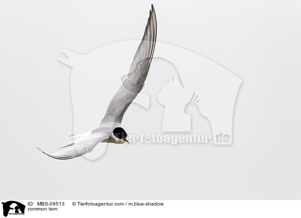 common tern / MBS-09513
