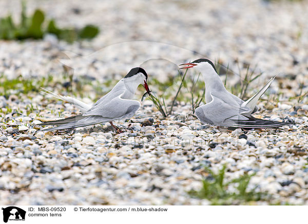common terns / MBS-09520