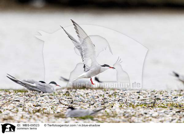 common terns / MBS-09523