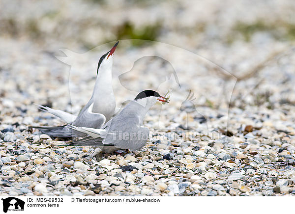 common terns / MBS-09532