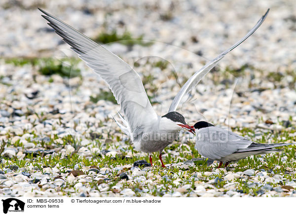 common terns / MBS-09538