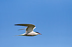 common tern