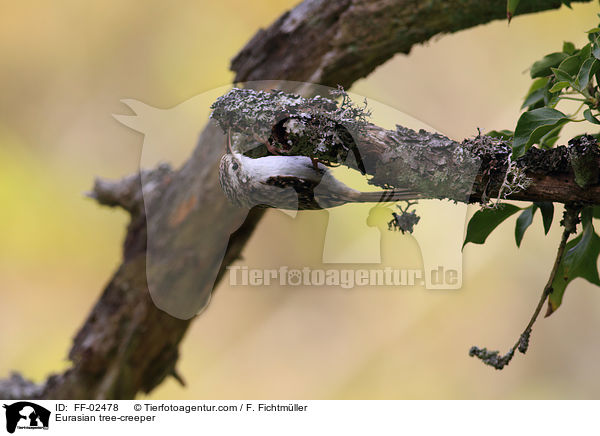 Waldbaumlufer / Eurasian tree-creeper / FF-02478