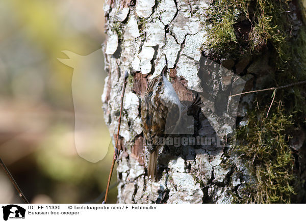 Waldbaumlufer / Eurasian tree-creeper / FF-11330