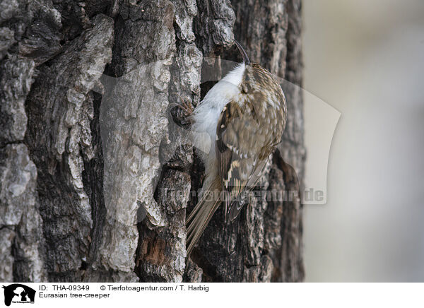 Waldbaumlufer / Eurasian tree-creeper / THA-09349