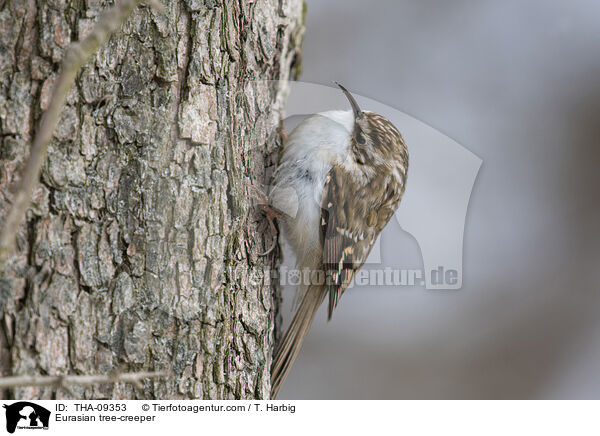 Waldbaumlufer / Eurasian tree-creeper / THA-09353