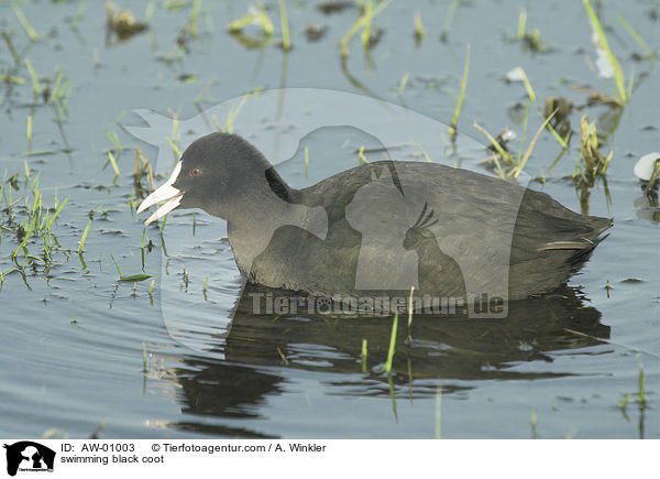swimming black coot / AW-01003