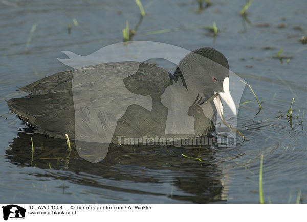 swimming black coot / AW-01004