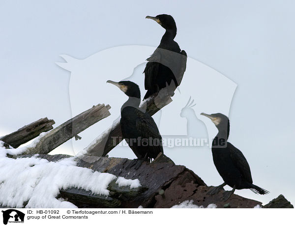 group of Great Cormorants / HB-01092