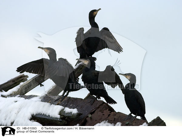 group of Great Cormorants / HB-01093