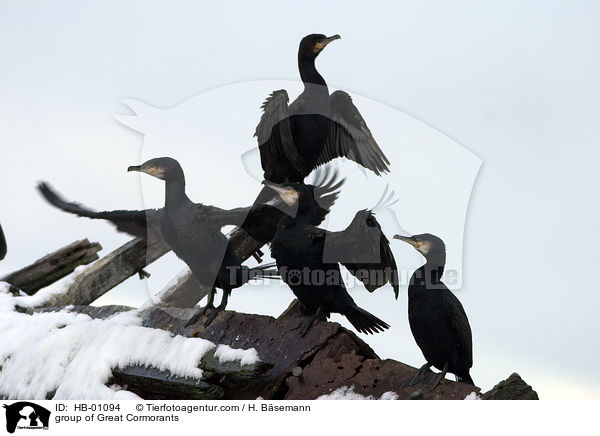 Gruppe Kormorane / group of Great Cormorants / HB-01094