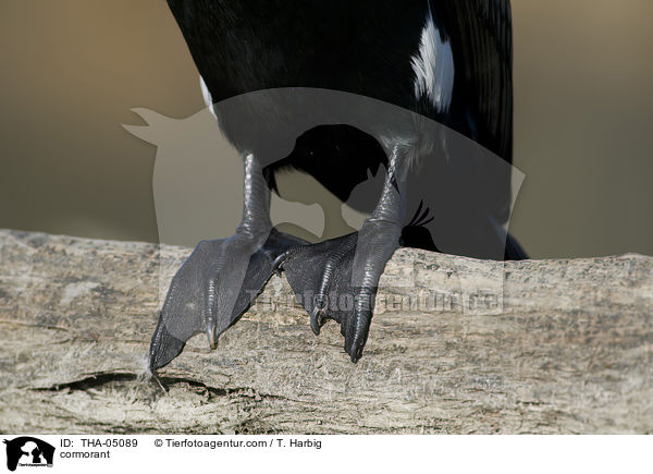 cormorant / THA-05089