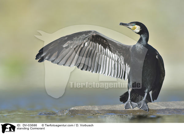 standing Cormorant / DV-03686