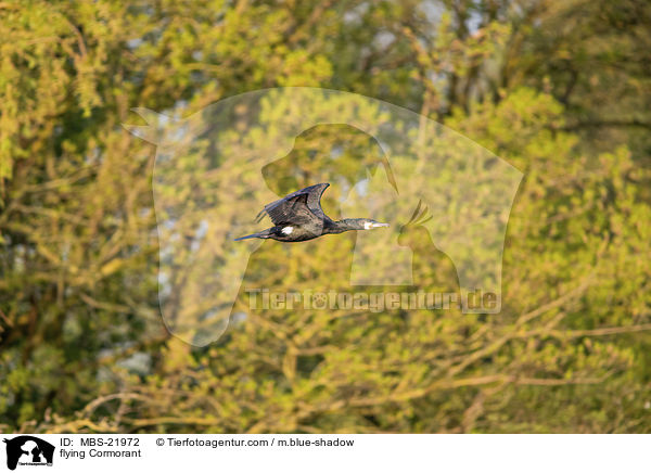 flying Cormorant / MBS-21972