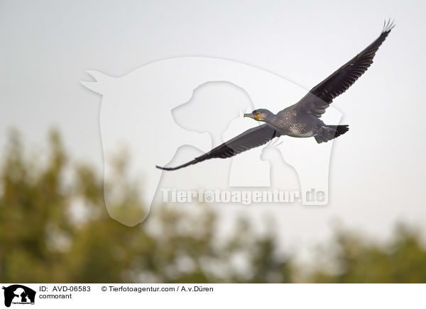 cormorant / AVD-06583